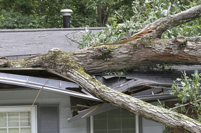 Fallen branch in Bedford after a storm.